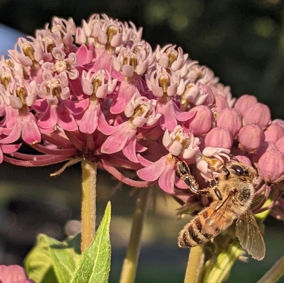 🦋Native Organic Pesticide Free Hand Harvested Swamp Milkweed Seeds Pack of 50🦋 - Picture 3 of 6